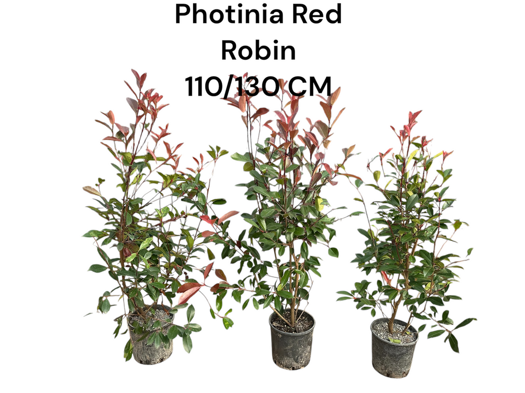 Photinia Red Robin Mature 110/130 CM