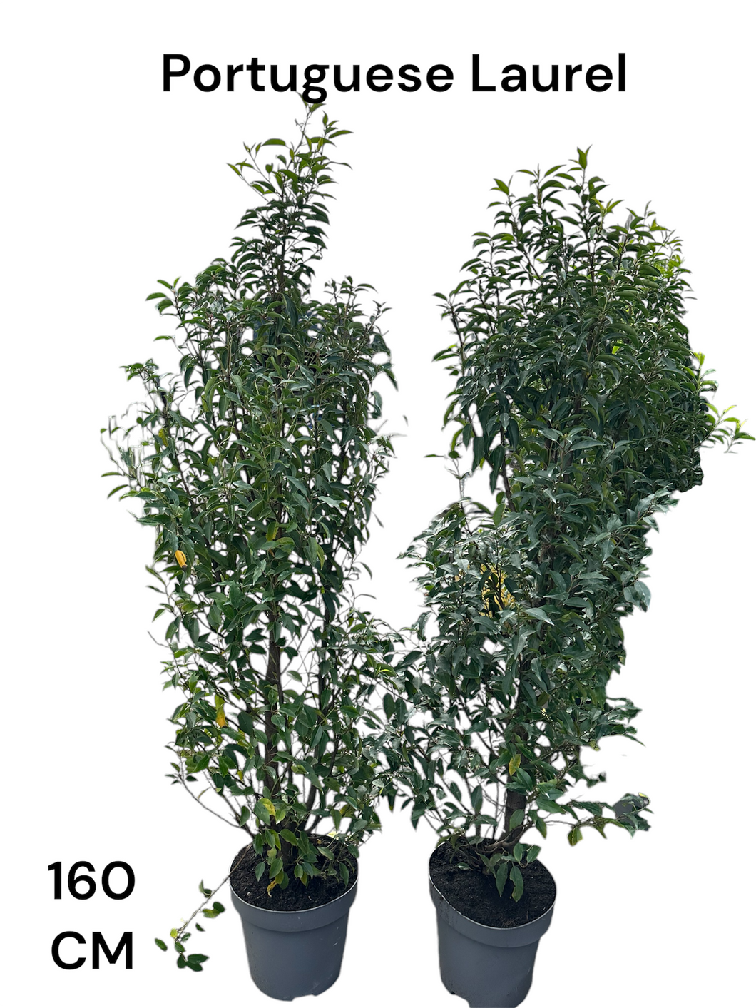 Portuguese Laurel 140/160 CM