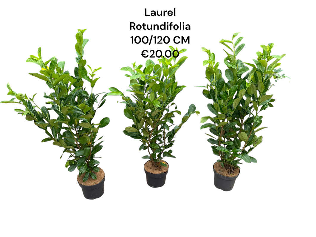 Laurel Rotundifolia 100/120 potted