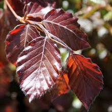 Load image into Gallery viewer, Purple Beech Tree .Fagus Sylvatica Purpurea. 140/150 cm (Code T007)
