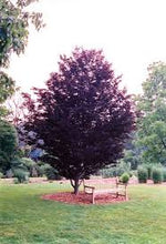 Load image into Gallery viewer, Purple Beech Tree .Fagus Sylvatica Purpurea. 140/150 cm (Code T007)
