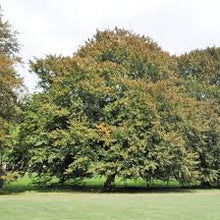 Load image into Gallery viewer, Green Beech Tree . Fagus Sylvatica (Code T006)
