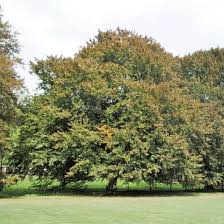 Green Beech Tree . Fagus Sylvatica (Code T006)