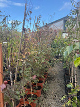 Load image into Gallery viewer, Actual potted tree stock at Ballinasloe Garden Centre, showing current autumn foliage and leaf loss — nursery photo 1.
