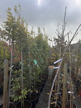 Load image into Gallery viewer, Actual potted tree stock at Ballinasloe Garden Centre, showing current autumn foliage and leaf loss — nursery photo 2.
