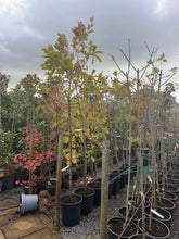 Load image into Gallery viewer, Actual potted tree stock at Ballinasloe Garden Centre, showing current autumn foliage and leaf loss — nursery photo 3.
