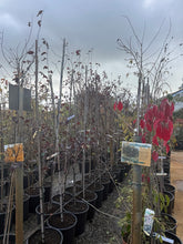 Load image into Gallery viewer, Actual potted tree stock at Ballinasloe Garden Centre, showing current autumn foliage and leaf loss — nursery photo 4.
