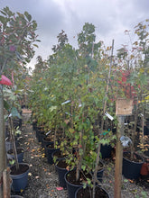 Load image into Gallery viewer, Actual potted tree stock at Ballinasloe Garden Centre, showing current autumn foliage and leaf loss — nursery photo 5.
