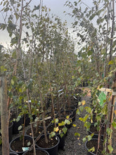 Load image into Gallery viewer, Actual potted tree stock at Ballinasloe Garden Centre, showing current autumn foliage and leaf loss — nursery photo 6.
