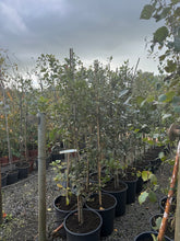 Load image into Gallery viewer, Actual potted tree stock at Ballinasloe Garden Centre, showing current autumn foliage and leaf loss — nursery photo 7.
