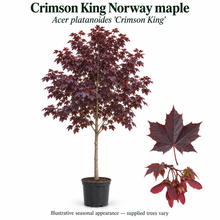 Load image into Gallery viewer, Crimson King Norway maple — Acer platanoides 'Crimson King'. Illustrative seasonal appearance; supplied trees vary.

