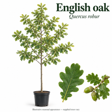 Load image into Gallery viewer, English oak — Quercus robur. Illustrative seasonal appearance; supplied trees vary.
