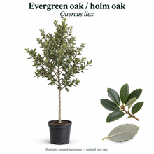 Load image into Gallery viewer, Evergreen oak / holm oak — Quercus ilex. Illustrative seasonal appearance; supplied trees vary.
