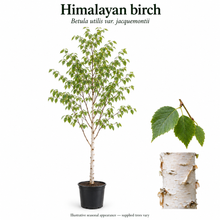 Load image into Gallery viewer, Himalayan birch — Betula utilis var. jacquemontii. Illustrative seasonal appearance; supplied trees vary.
