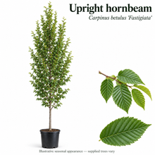 Load image into Gallery viewer, Upright hornbeam — Carpinus betulus 'Fastigiata'. Illustrative seasonal appearance; supplied trees vary.
