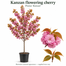 Load image into Gallery viewer, Kanzan flowering cherry — Prunus 'Kanzan'. Illustrative seasonal appearance; supplied trees vary.
