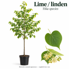 Load image into Gallery viewer, Lime / linden — Tilia species. Illustrative seasonal appearance; supplied trees vary.
