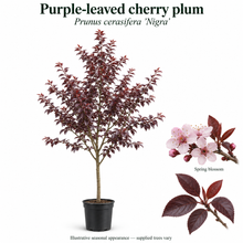 Load image into Gallery viewer, Purple-leaved cherry plum — Prunus cerasifera 'Nigra'. Illustrative seasonal appearance; supplied trees vary.
