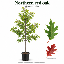 Load image into Gallery viewer, Northern red oak — Quercus rubra. Illustrative seasonal appearance; supplied trees vary.
