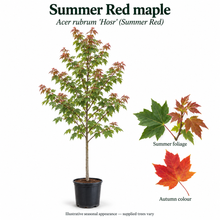 Load image into Gallery viewer, Summer Red maple — Acer rubrum 'Hosr' (Summer Red). Illustrative seasonal appearance; supplied trees vary.
