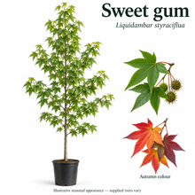 Load image into Gallery viewer, Sweet gum — Liquidambar styraciflua. Illustrative seasonal appearance; supplied trees vary.
