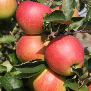 Apple Tree "Jona Gold"