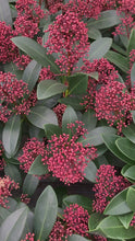 Load and play video in Gallery viewer, Skimmia Japonica large
