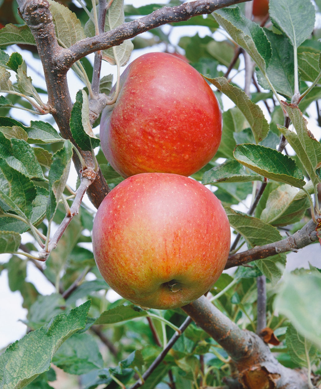 Apple Tree 