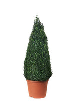 Load image into Gallery viewer, Buxus Sempervirens Pyramids (Extra Large)
