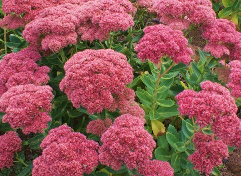 Sedum Herbstfreude