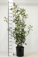 Load image into Gallery viewer, Photinia Red Robin Mature 110/130 CM
