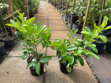 Load image into Gallery viewer, Potted Laurel 60/80cm
