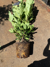 Load image into Gallery viewer, Laurel Rotundifolia 100/120 potted
