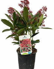 Load image into Gallery viewer, Skimmia Japonica large
