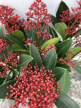 Load image into Gallery viewer, Skimmia Japonica large
