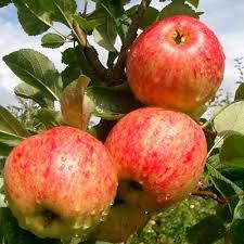 Apple Tree "James Grieve"