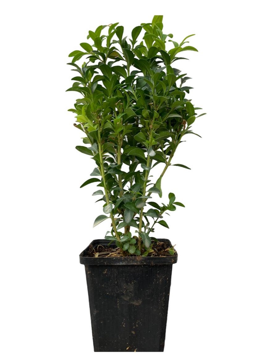 Buxus Sempervirens -  Bundle 10 plants 30cm