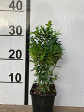 Load image into Gallery viewer, Buxus Sempervirens -  Bundle 10 plants 30cm
