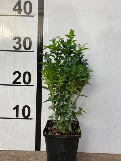 Buxus Sempervirens -  Bundle 50 plants 30cm