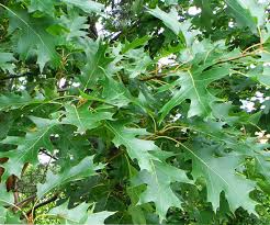 Quercus rubra 'Aurea'