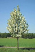 Load image into Gallery viewer, Ornamental Pear Chanticleer (Code T011)
