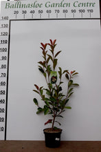 Load image into Gallery viewer, Photinia Red Robin Mature 110/130 CM
