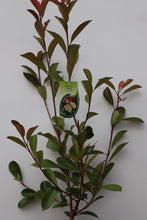 Load image into Gallery viewer, Photinia Red Robin Mature 110/130 CM
