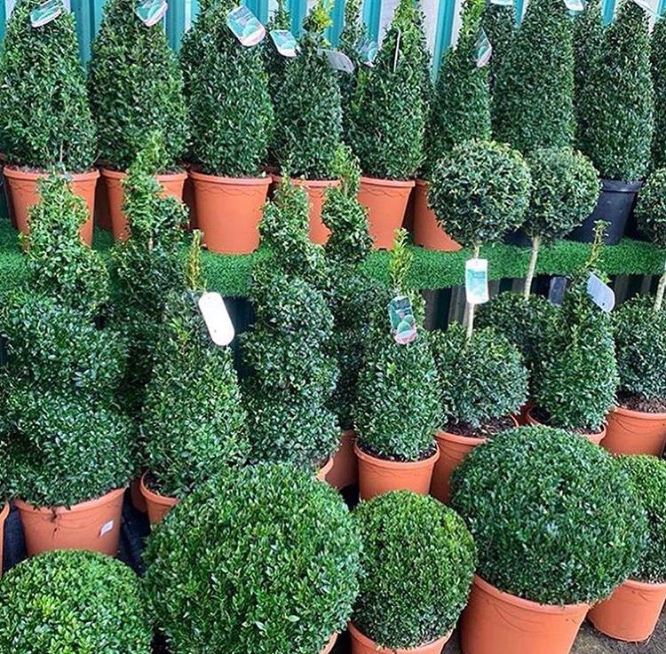 Buxus Sempervirens Pyramids (Extra Large)