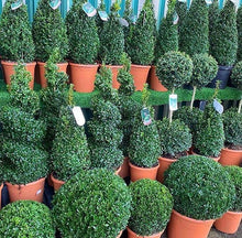 Load image into Gallery viewer, Buxus Sempervirens Pyramids (Extra Large)
