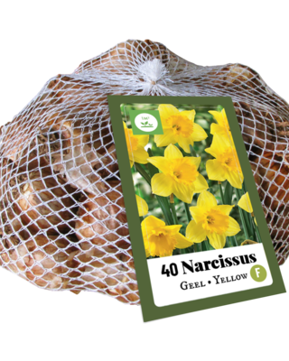 Narcissus Geel- 40 daffodils