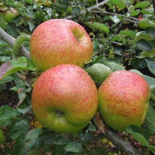 Apple Tree 