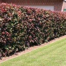 Load image into Gallery viewer, Copper Beech- Fagus syl. Atropurpurea (100 plant deal)
