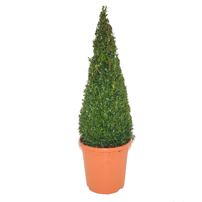 Buxus Sempervirens Pyramids