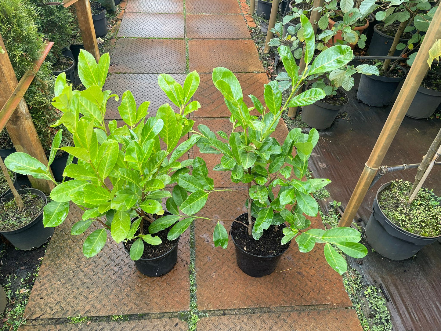 Laurel Rotundifolia 70-90cm